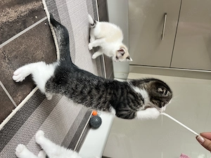 Ragdoll BKH Kitten Kätzchen Baby Katze Glückskatze 