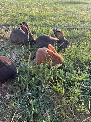 Verkaufe Hasen Kaninchen