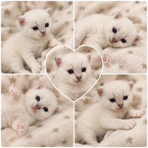 BKH Kitten - Junge - Blitzi