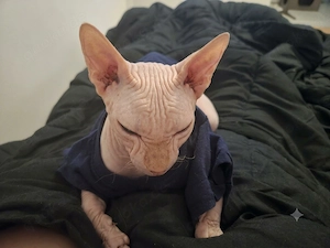 2 hübsche weibliche Sphynx
