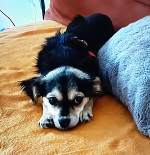 Zwergpinscher Welpe 