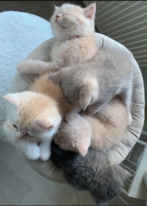 Bezaubernde BKH Kitten