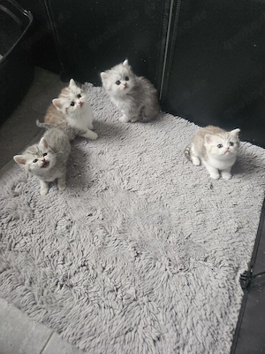 Britisch kurzhaar Langhaar kitten