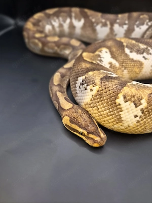 Orange Dream Yellow Belly Calico Enchi 1.0