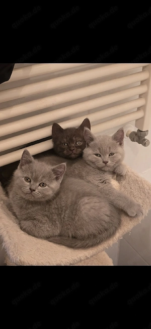 BKH Kitten  Chocolate  Lilac 