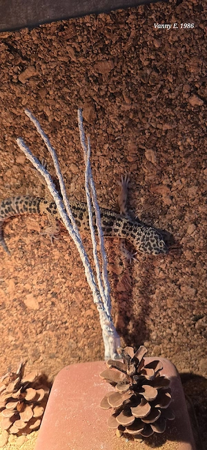 Leopardengecko Männchen