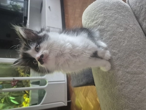 Maine Coon Mix Mädchen 12 Wochen