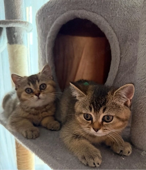 bkh kitten 