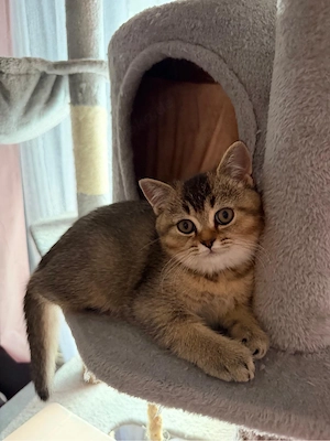 bkh kitten