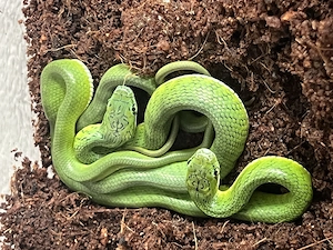 0,0,4 Gonyosoma coeruleum CB26 