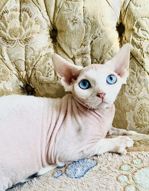 Dringend! Zwei kleinen Devon Rex Kater Raffael und Domino suchen liebevolles Zuhause!