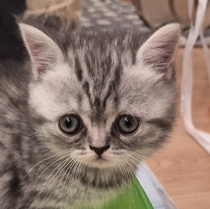 britisch kurzhaar bkh kitten 
