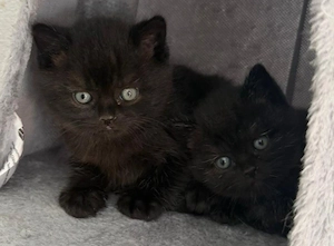 BKH kitten 