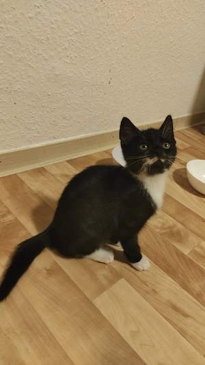 EKH katzenBabys 