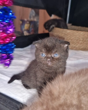 bkh ragdoll mix mädchen sucht