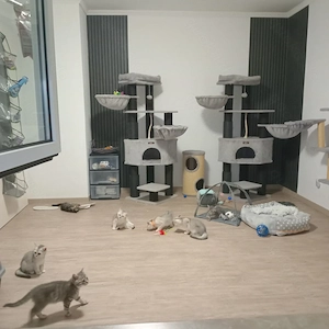 Abgabebereit! Britisch Kurzhaar Kitten 