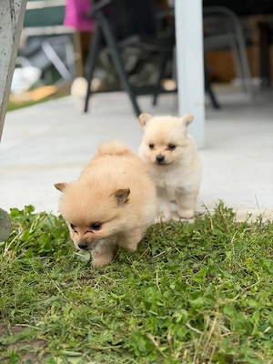 Zwergspitz Deutscher Spitz Hunde Welpen