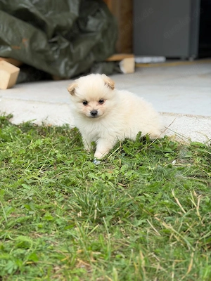 Hunde Welpen Zwergspitz Deutscher Spitz