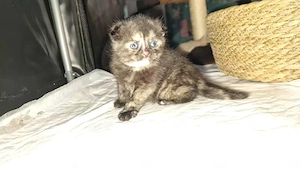 unser süßes bkh ragdoll mix mädchen sucht