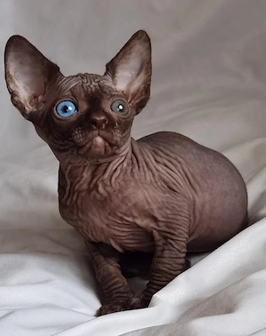 Sphynx-Kätzchen (männlich & weiblich)