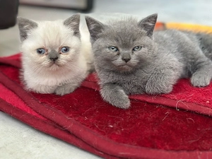 BKH Kitten Blue Point Reinrassig