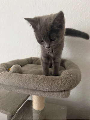 bkh kitten suchen neu zuhause