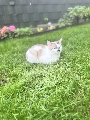 BKH Siamkatze   Kein Verkauf!!!
