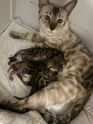 Reinrassige Bengalen 