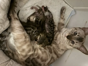 Reinrassige Bengalen 