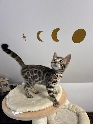 Bengal Kitten Schwarzwald FIFE