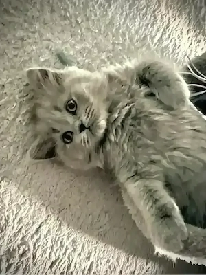 Besonderes BKH Kitten - mittellange Smoke-Dame