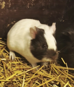 Junges Meerschweinchen Mädchen