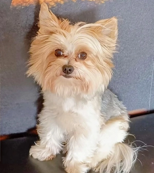 Deckrüde Biewer Yorkshire Terrier Bild 2