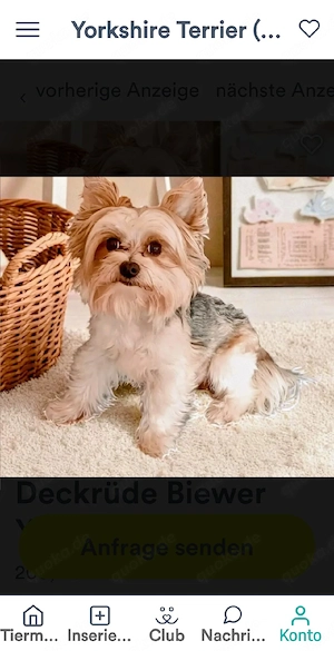 Deckrüde Biewer Yorkshire Terrier Bild 3
