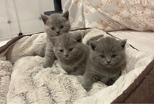 BKH kitten 
