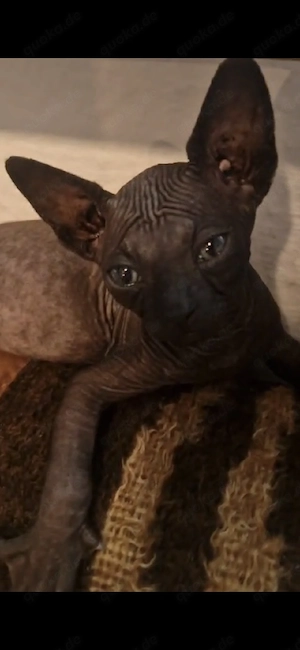 Sphynx-Katzen