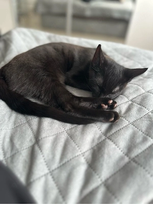 Ein schwarzer Kater sucht ein Zuhause