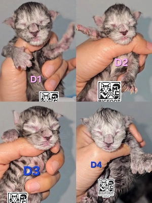 XXL Reinrassige Maine-Coon Kitten Katerchen Mädchen mit Stammbaum