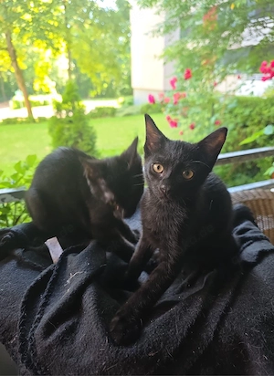 2 kitten baby katze schwarz männlich 