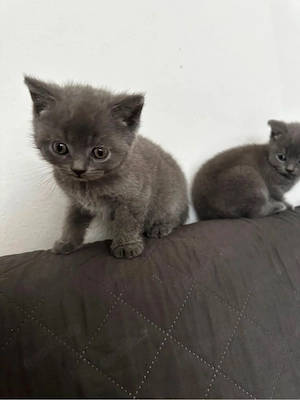 2 süße BKH-Kitten suchen ein liebevolles Zuhause   