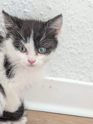 Verkaufe EKH kitten weiblich und männlich 12 wochen alt 