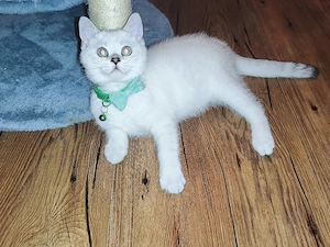  BKH Kater  Abgabebereit 