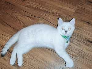 Britisch Kurzhaar Kater 