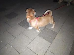 2 Shih Tzu Dackel Mischling 