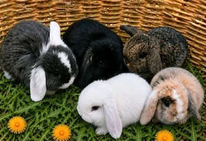 Baby Zwergkaninchen Löwenköpfchen Kaninchen 