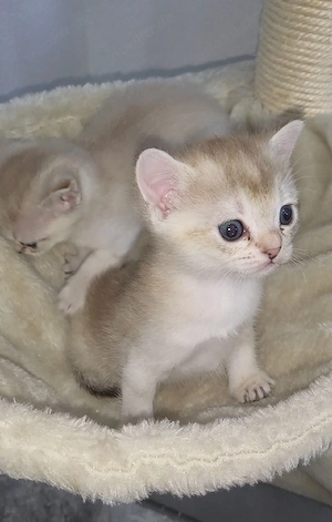 Singapura - Mix kitten