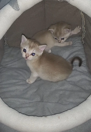 Singapura - Mix kitten
