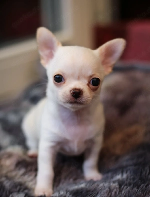 Charmante Chihuahua-Welpen auf der Suche nach ihrem 