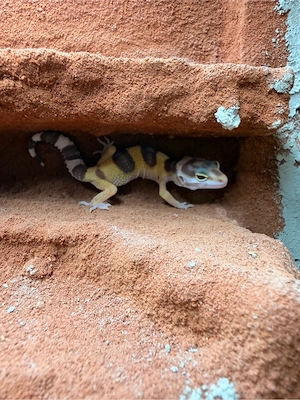 Leopardengeckos
