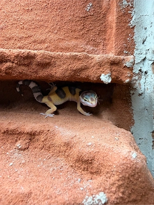 Leopardengeckos